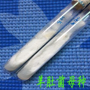 羊肚菌 菌种 羊肚菌母种 羊肚菌菌包 菌棒 羊肚菌试管种 一级种