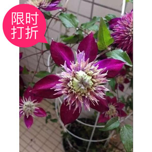 紫丸子 铁线莲 紫子丸 铁线莲