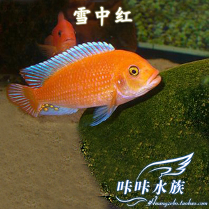 热带鱼观赏鱼 三湖慈雕活体 小雕鱼 杂雕鱼 雪中红鱼
