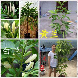 【黄果兰花树苗】黄果兰花树苗品牌,价格 - 阿里巴巴