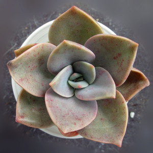 【厚叶旭鹤 】多肉植物 老桩 多头 实物拍摄