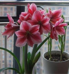 [现货]荷兰朱顶红 花瓶 花色多变很美[小北花园长春]