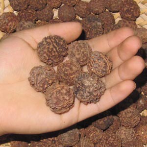 尼泊尔 金刚菩提子 金刚子原籽 5瓣金刚果无处理通货500g1斤包邮