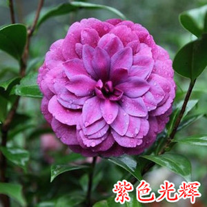 茶花苗 紫色光辉 室内外盆栽植物花卉绿植茶花苗叠红玫瑰玫瑰香味
