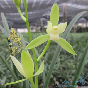 广东汕头百年老种兰花苗建兰 铁骨素 清香素花阳台窗台绿植盆栽