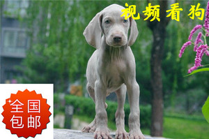 魏玛猎犬