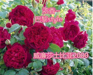 爬藤植物蔷薇欧月威廉莎士比亚2000月季大花浓香玫瑰花苗盆栽花卉
