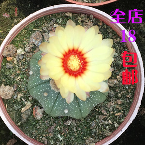 星兜 星球 仙人球 多肉植物 多肉 实生 植物绿植创意花卉盆栽