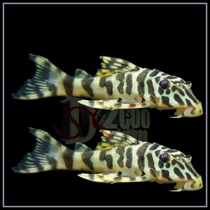 黄金斑马  异型鱼 异形  野生鱼   观赏鱼 热带鱼 淡水鱼