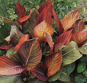 非洲落日火焰金脉紫叶美人蕉苗,支持单颗发快递目前发货状态是带