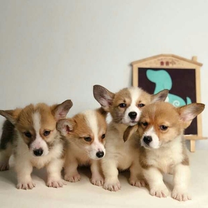 宠物基柯犬幼犬