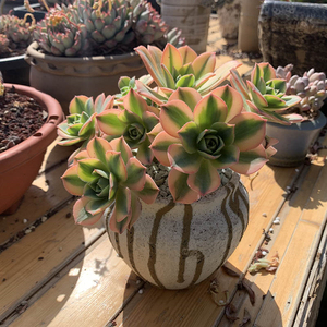 260人付款淘宝星爆法师多肉老桩一物一t拍艳日辉艳日伞手捧花灿烂包邮