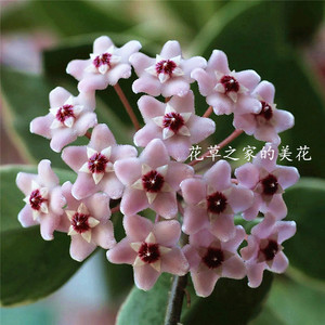 各种球兰绿叶红花圆叶克r林顿高斑雀斑克林克迷你贝尔银斑红护耳