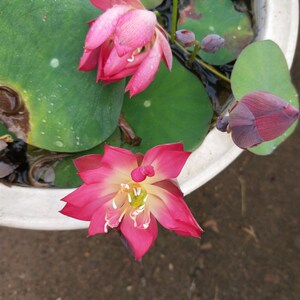 小红衣微型汝州老农花卉真碗莲荷花迷你水生m庭院阳台种藕成品小