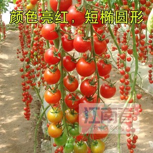 瀑布小番茄种籽种子苗孑 圣女果樱桃西H红柿四季盆栽果树蔬菜 果