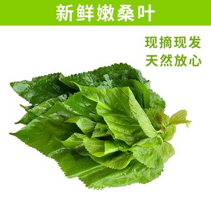 新鲜桑叶蚕桑蚕宝宝饲料叶大小蚕嫩桑叶桑叶新鲜现摘桑蚕小桑树苗