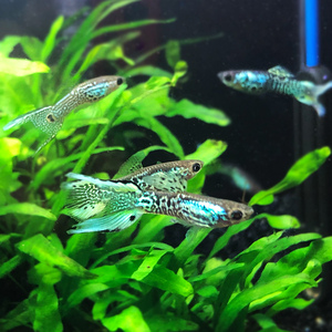 孔雀鱼活体银河双剑银河精灵白金闪电卵胎生金丝孔雀热带观赏鱼