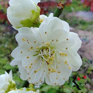 新品【湖西梅园】9原生金钱绿萼梅花扦插五年盆景一物一拍