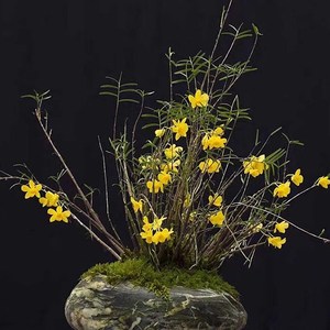000人付款淘宝姬竹叶石斛叶盆景生赏杈枝细 石斛兰附观吊兰花卉 绿植z