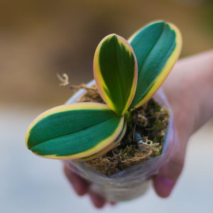 带花苞蝴蝶兰苗金边蔓越莓名贵盆栽E花卉植物室内客厅壮苗室内桌