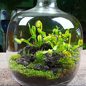 新奇趣味食虫植物生态q瓶景捕蝇草猪笼草客厅办公室内桌面微景观