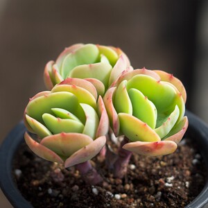 奶油鸡蛋碧桃老桩l群多肉植物肉肉小盆景奇趣居家办公室内阳台盆