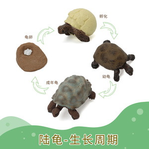 动物生命生长周期过程仿真模型儿童认知科教玩具青蛙蝴蝶蜜蜂小鸡