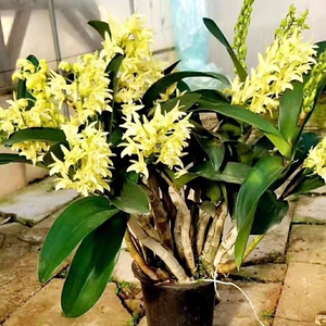 澳洲大明石斛进口名贵黄花黄鹤大b明石斛兰盆栽绿植室内外观赏移