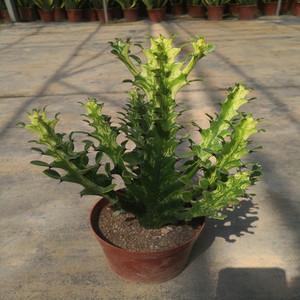 扇贝麒麟多肉g植物沙漠将军 狼牙棒 绿植盆栽麒麟掌仙人掌多肉植