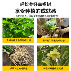 幸福树专卉营养液k子叶掉叶落肥料富贵树榕树花用绿植盆栽通用肥