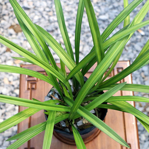 【带花苞】兰花苗(金丝马尾爪)花卉盆栽浓香q型名贵兰草室内绿植