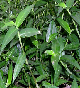 野生淡竹叶中药材泡水泡茶特级淡竹叶草药淡竹叶徐艳革48