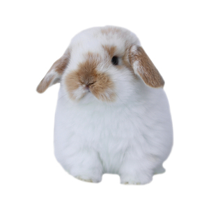 双血统宠物垂耳兔长不大型荷兰赛级活物茶杯小白兔子侏儒兔活体