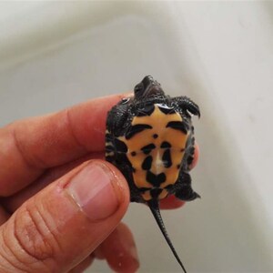 2017年黑颈杂草龟 杂黑苗 黑杂 水龟 观赏龟 宠物龟 玩具龟 活体