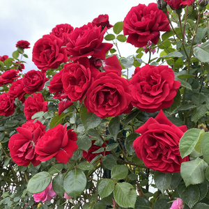 御用马车爬藤月季蔷薇花苗红色大花四季开花庭院攀岩栅栏特大苗