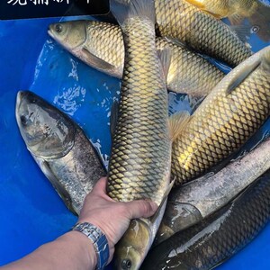 韶关高山河乐昌峡大草鱼活鱼野生现杀发456789斤农村生态新鲜活鱼