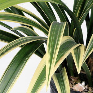 翁源兰花高档金边线艺墨兰铭w品黄金日向浓香好养室内阳台花卉绿