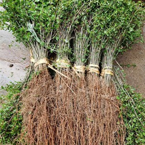 马甲子苗铁篱笆i苗马甲子刺苗鸟不站刺果园围栏绿篱树苗一千棵包