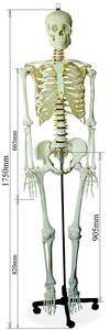 头骨模型颈椎模型1l70cm人体大骨骼模型 骷髅骨架标本脊椎模型包