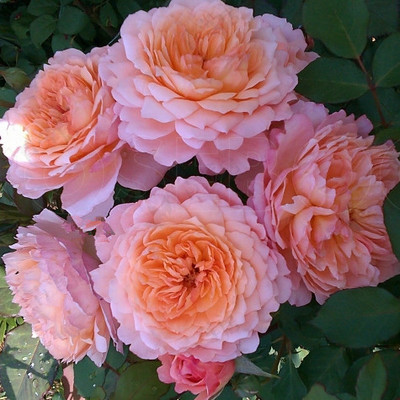 花枝芊商贸有限公司