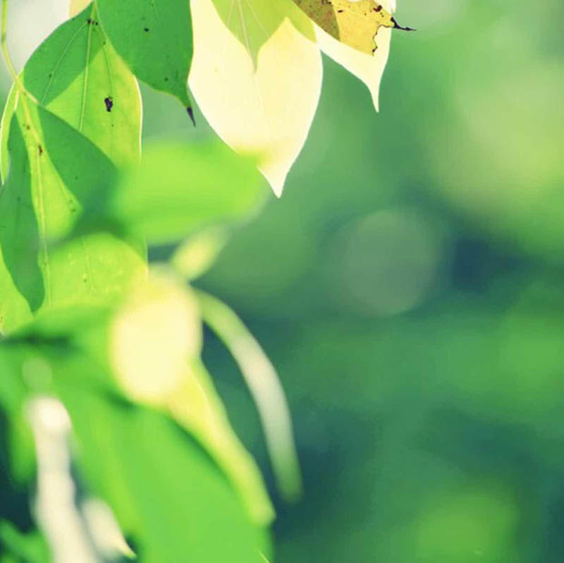 沈湘智