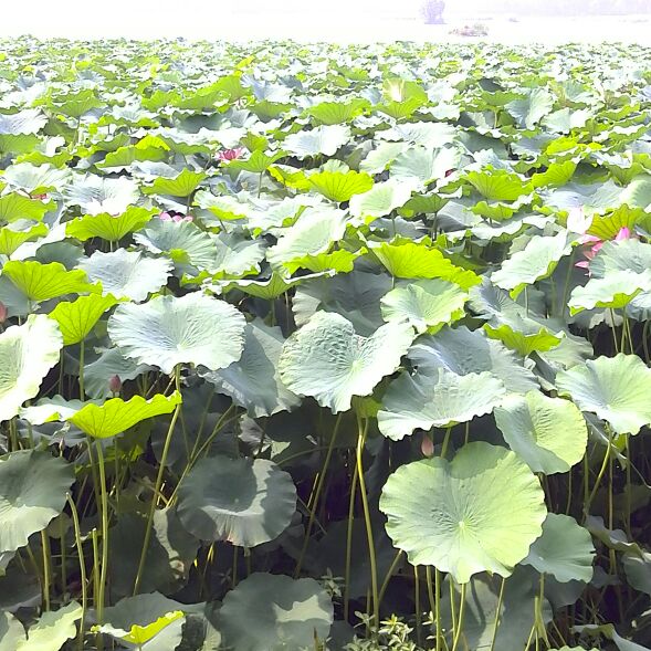 liangtianx