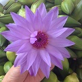 安非他命8765