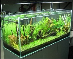 杨乐水族生活馆