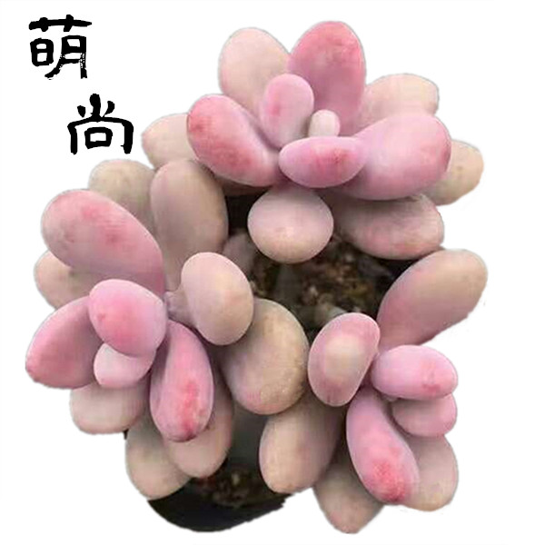 yjj18721779283