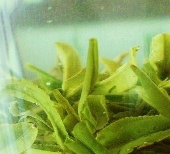 日照绿茶日照茶