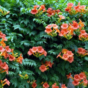 2008花行天下
