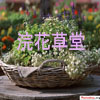 天使之约之非凡