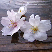 luohuawuyu88
