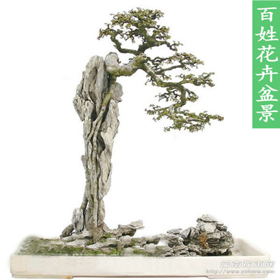 梦玲园艺